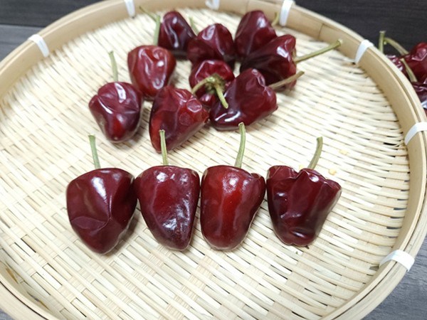 博辣草莓椒2号1